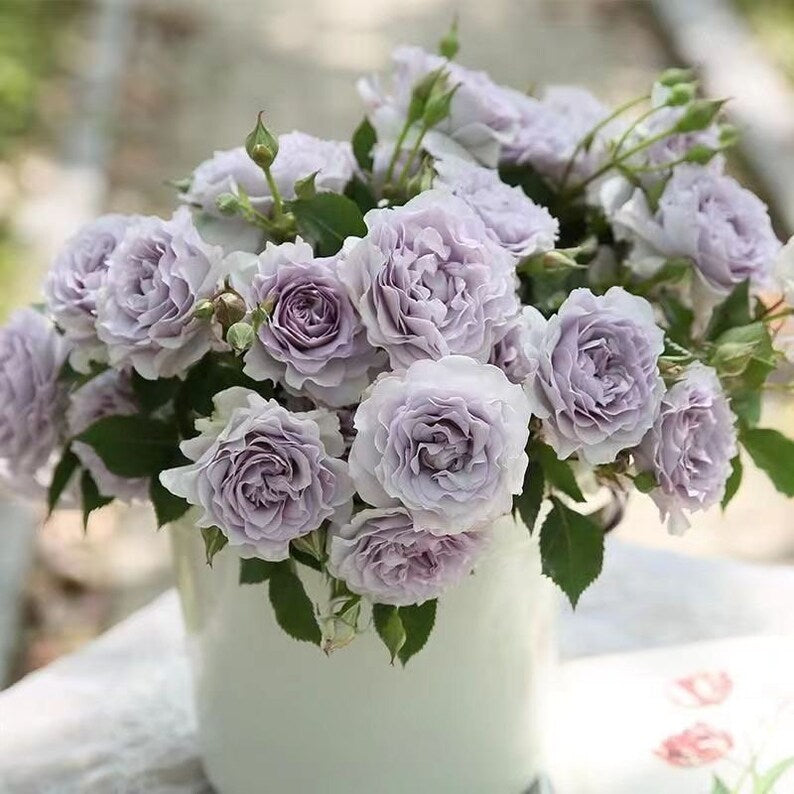 Container Friendly – Seaside Roses Nursery
