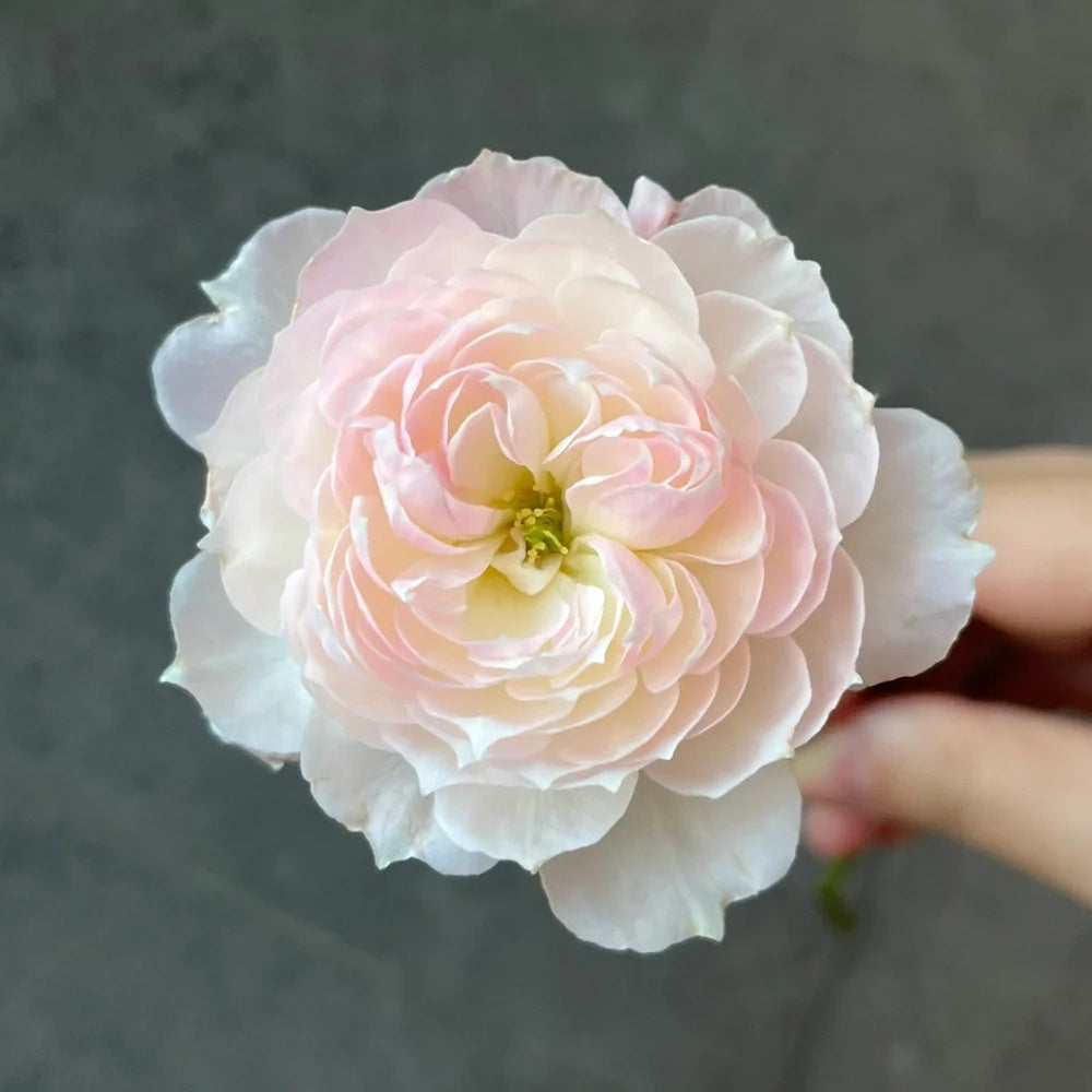 You Qing (Chinese Rose)