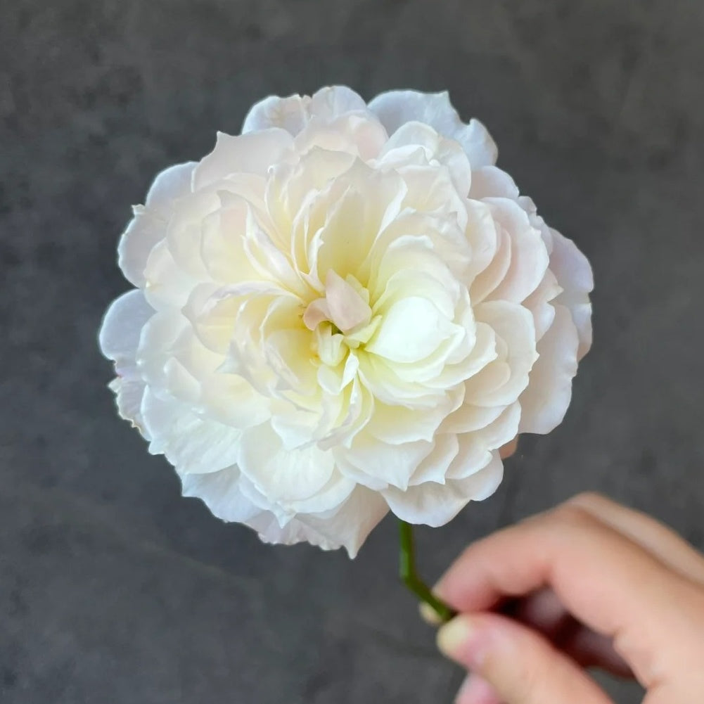 You Qing (Chinese Rose)