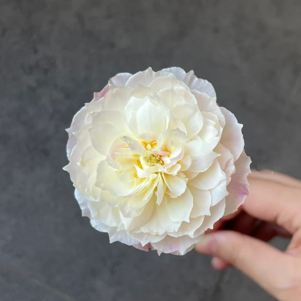 You Qing (Chinese Rose)