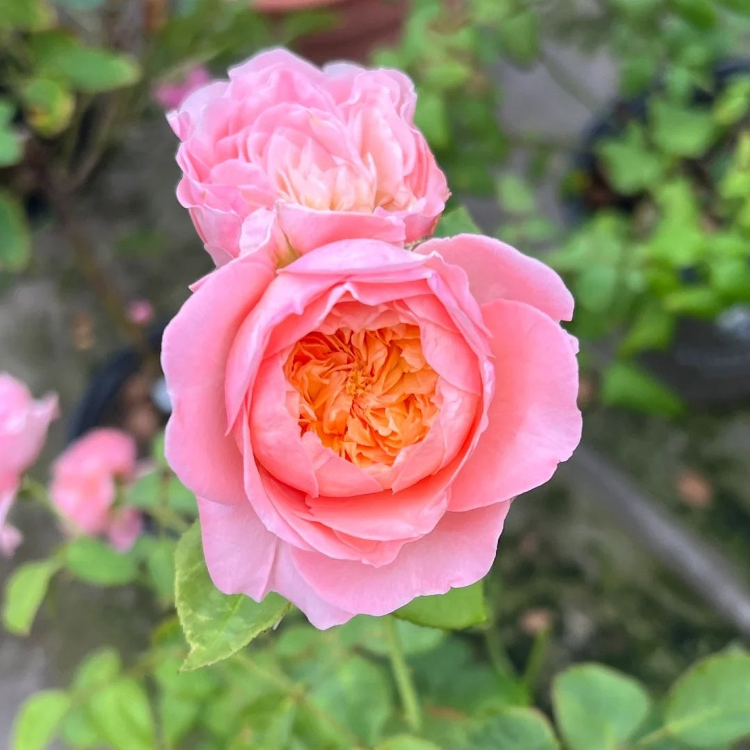 Wutong Yue “Sycamore Moon” (Chinese Rose)