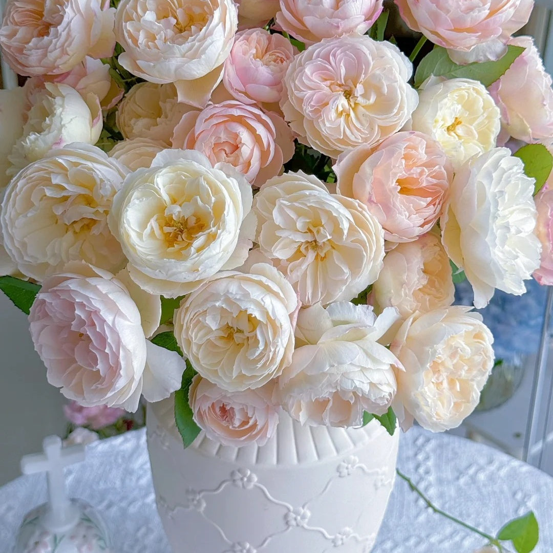 You Qing (Chinese Rose)