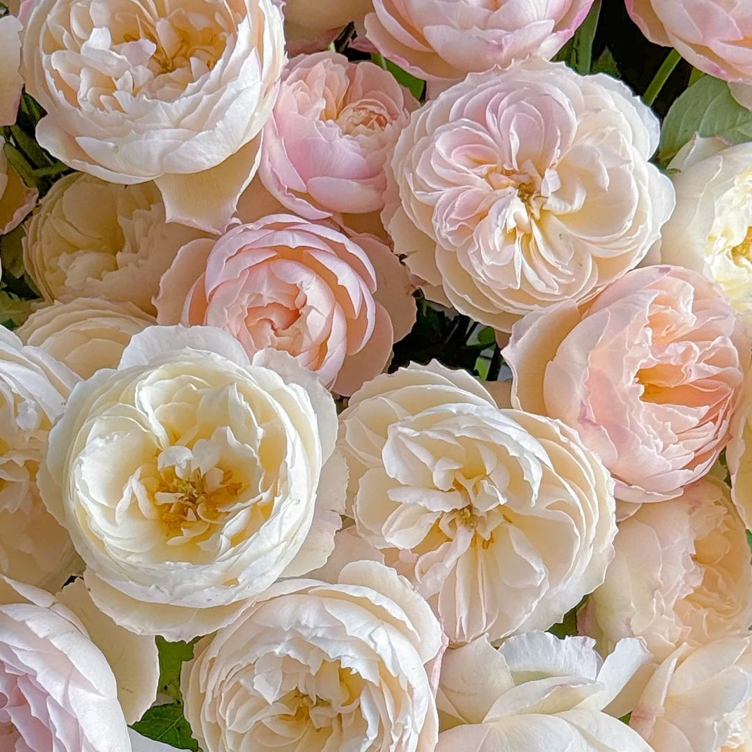 You Qing (Chinese Rose)