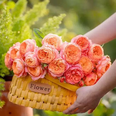 Ju Zi "Tangerine" (Chinese Rose)