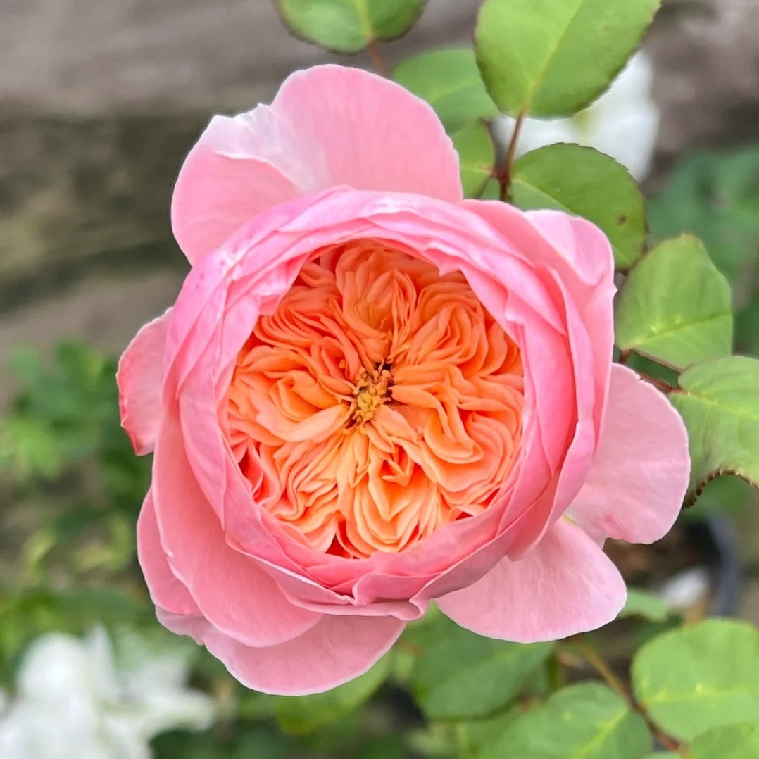 Wutong Yue “Sycamore Moon” (Chinese Rose)