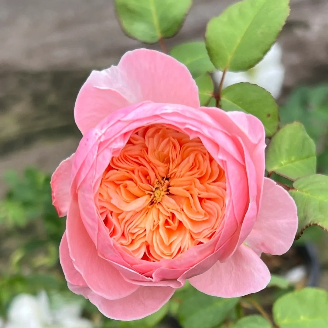 Wutong Yue “Sycamore Moon” (Chinese Rose)