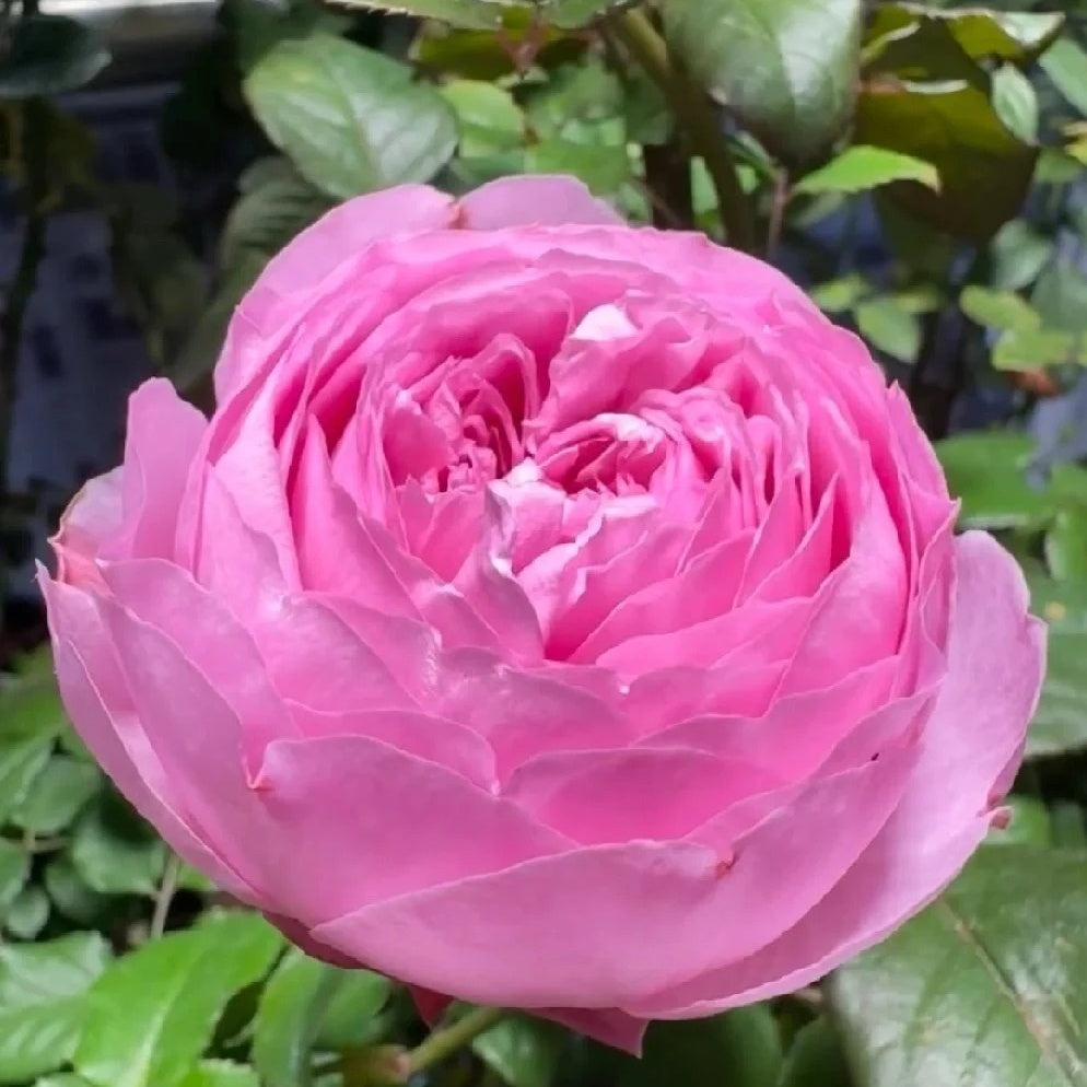 Yuhuan Ming (Chinese Rose)