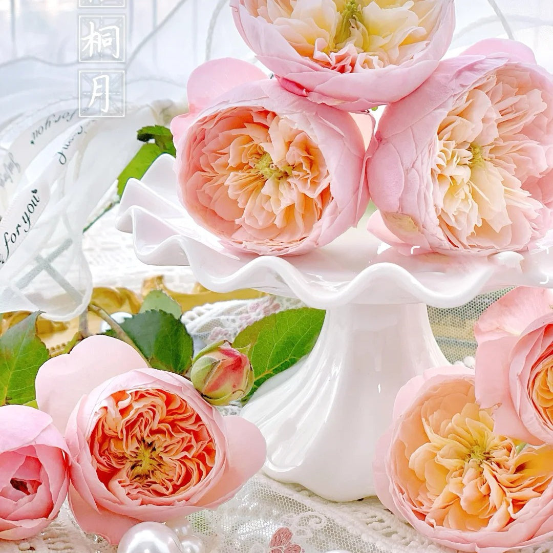 Wutong Yue “Sycamore Moon” (Chinese Rose)