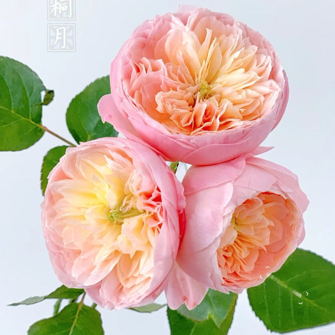 Wutong Yue “Sycamore Moon” (Chinese Rose)