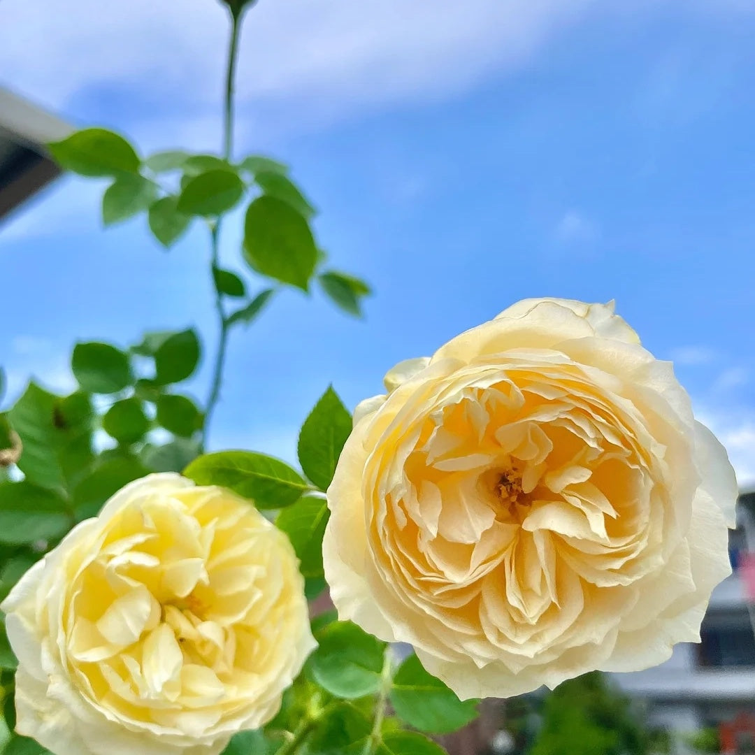 Que Jiu "Yellow Juliet" (Chinese Rose)