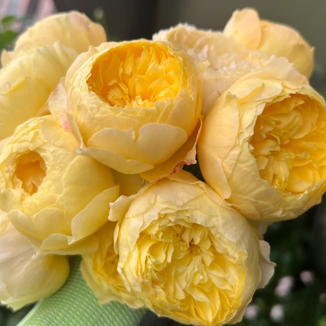 Que Jiu "Yellow Juliet" (Chinese Rose)
