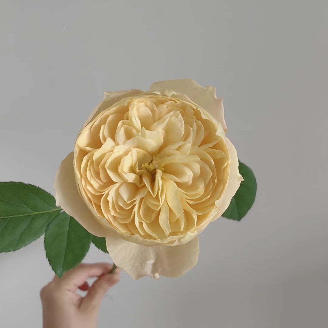 Que Jiu "Yellow Juliet" (Chinese Rose)