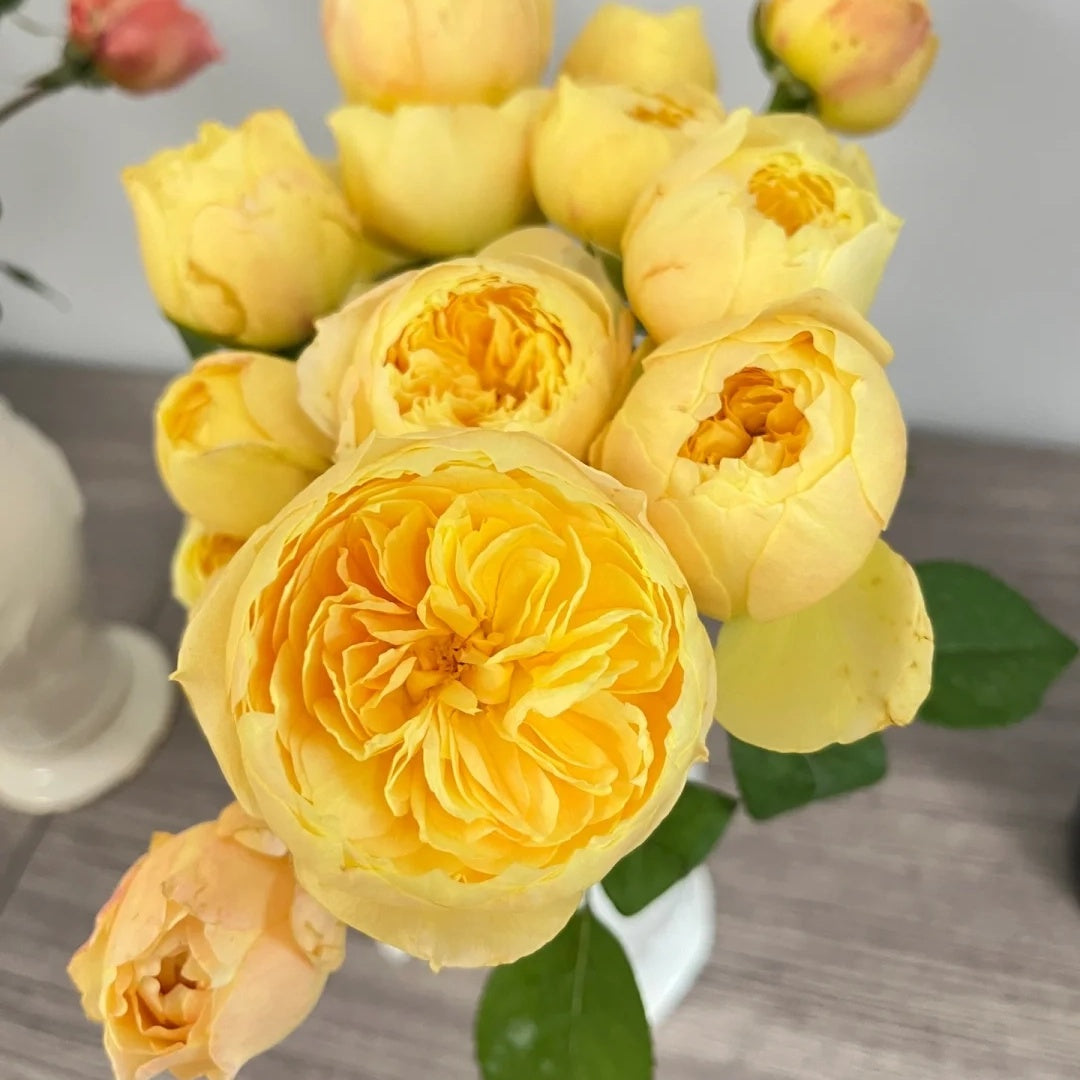 Que Jiu "Yellow Juliet" (Chinese Rose)