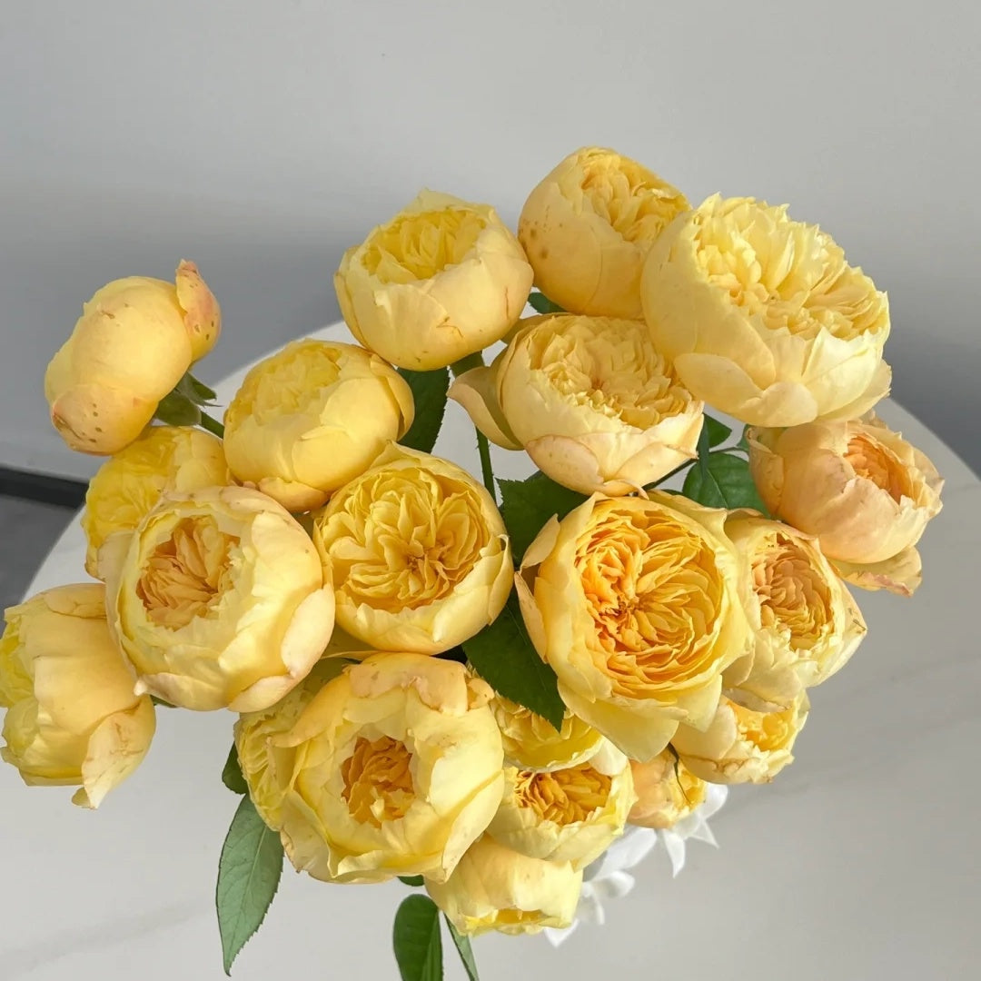 Que Jiu "Yellow Juliet" (Chinese Rose)