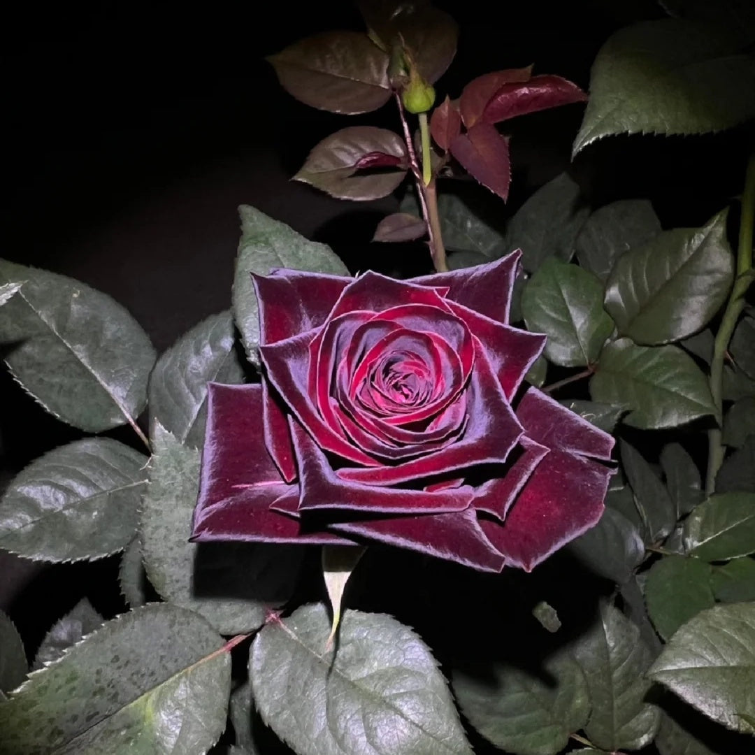 Black Baccara