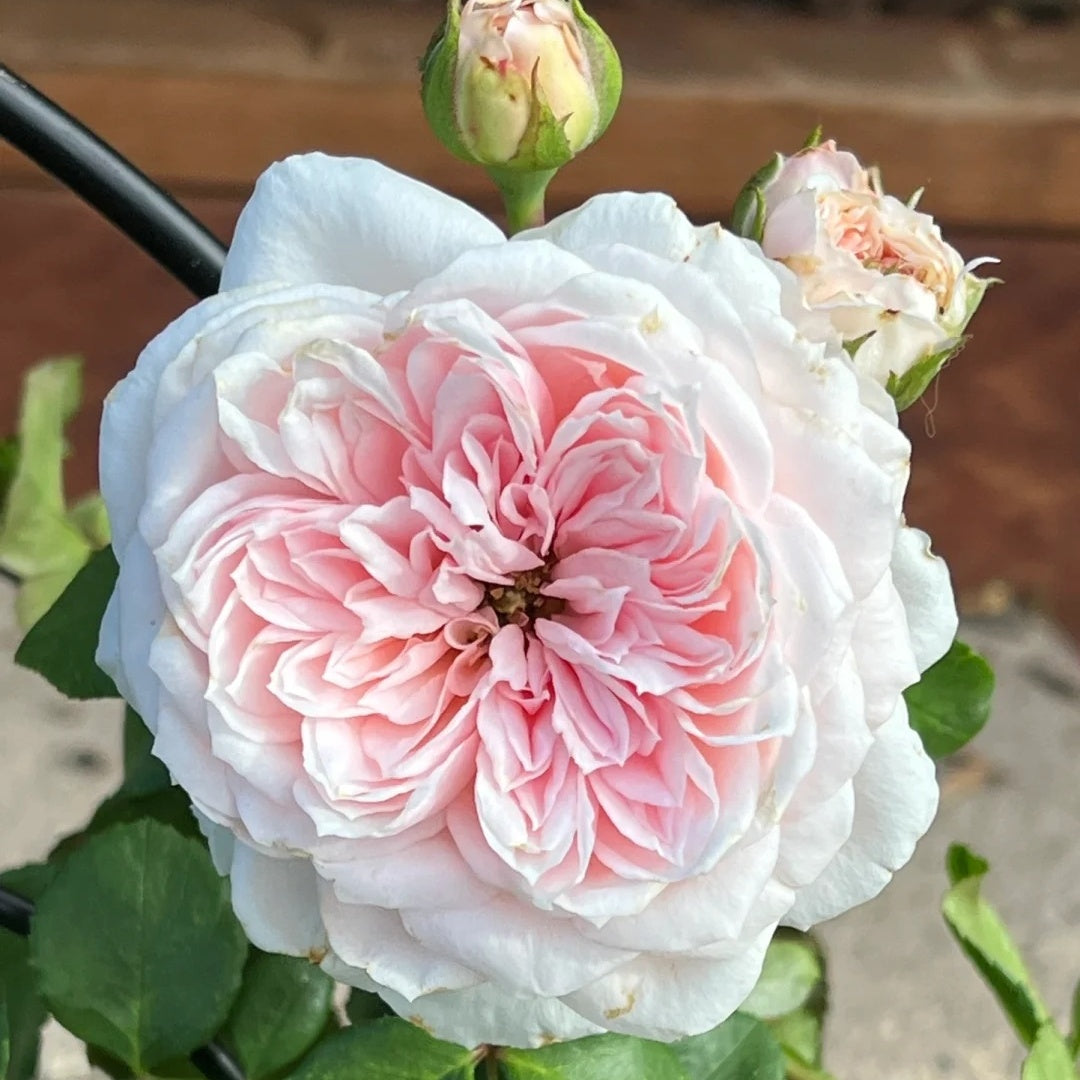 Cinderella Fairy Tale