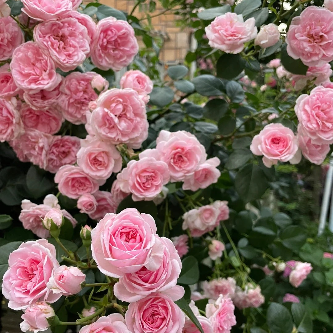 Cinderella Fairy Tale