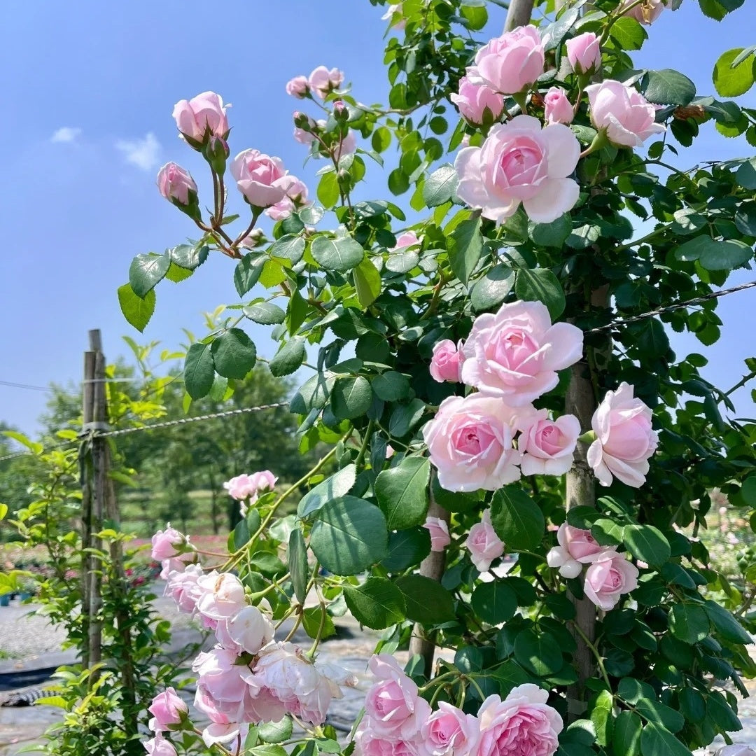 Cinderella Fairy Tale