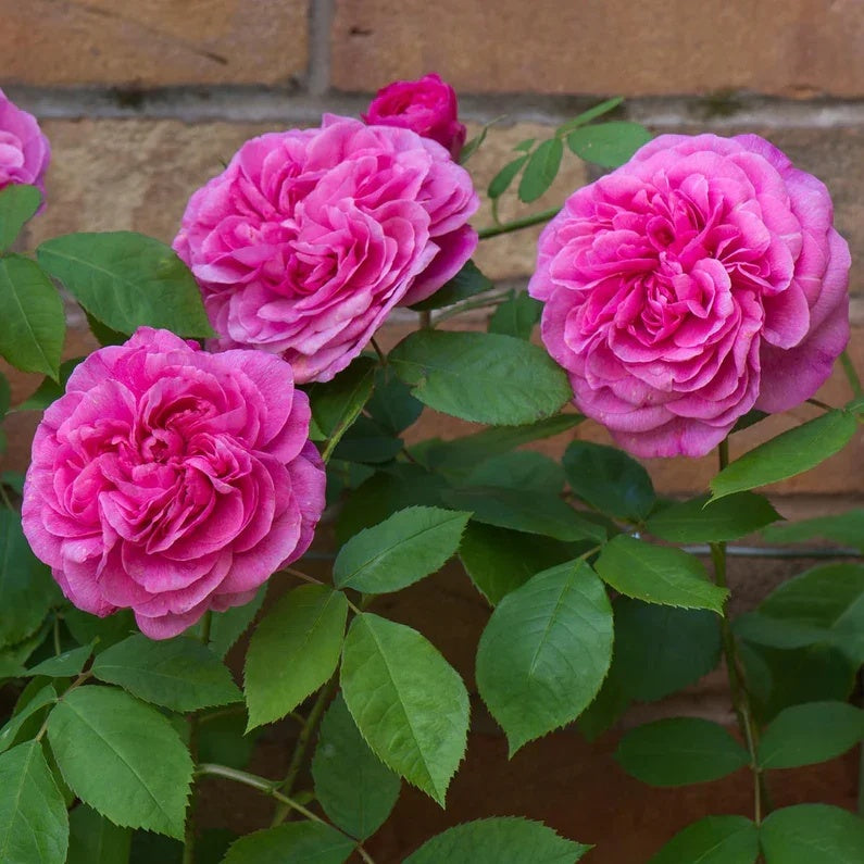 Gertrude Jekyll