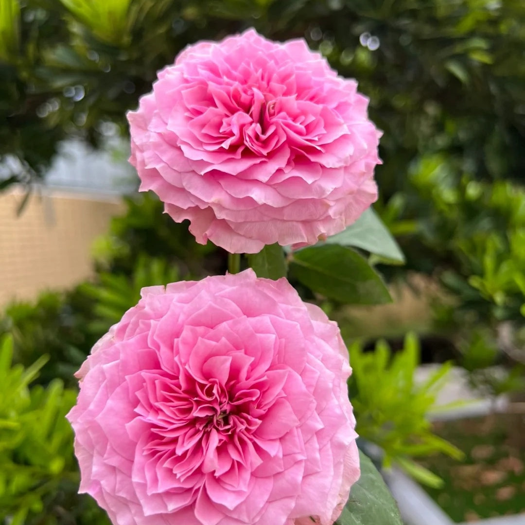 Forbidden Parfum (Japanese Rose)