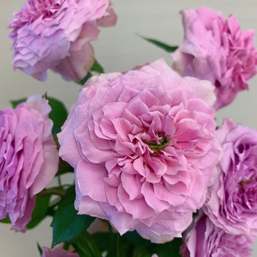 Forbidden Parfum (Japanese Rose)