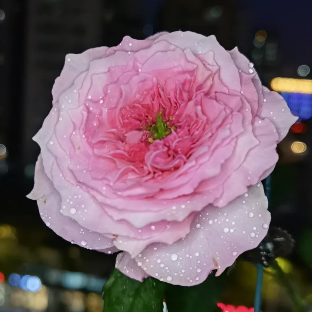 Forbidden Parfum (Japanese Rose)