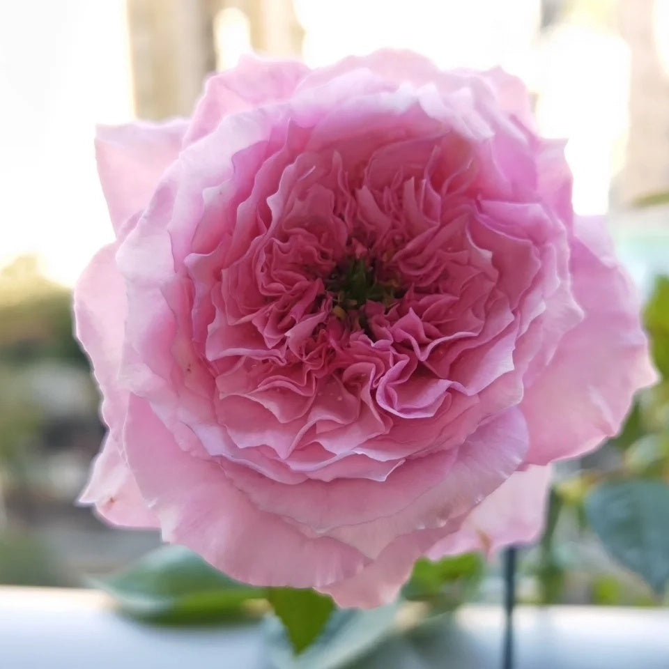 Forbidden Parfum (Japanese Rose)