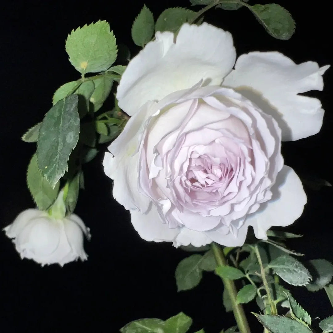 Gabriel (Japanese Rose)