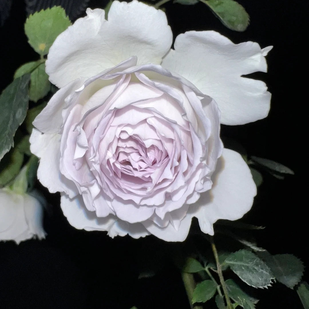 Gabriel (Japanese Rose)