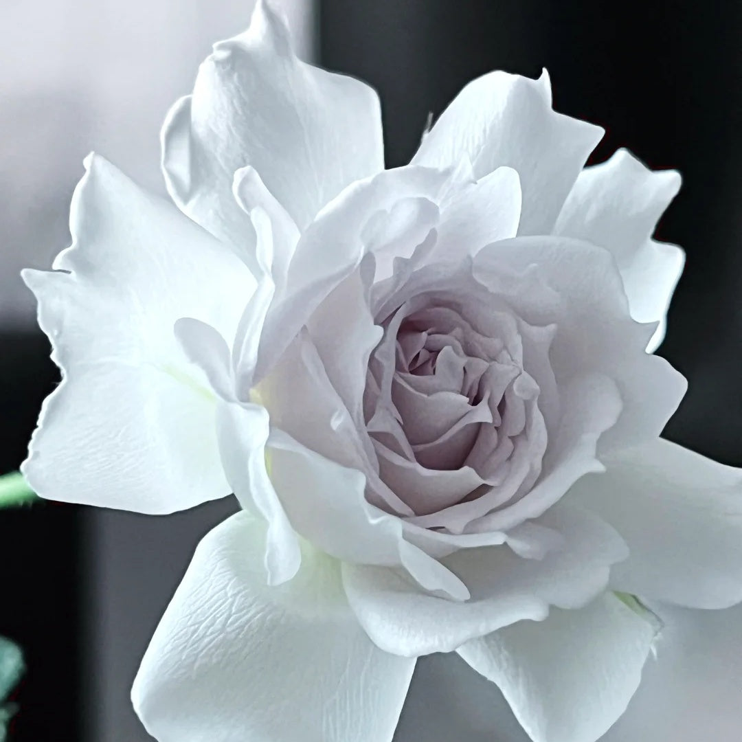 Gabriel (Japanese Rose)