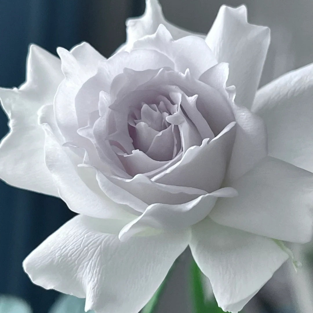 Gabriel (Japanese Rose)