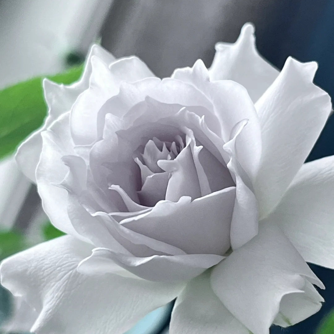 Gabriel (Japanese Rose)