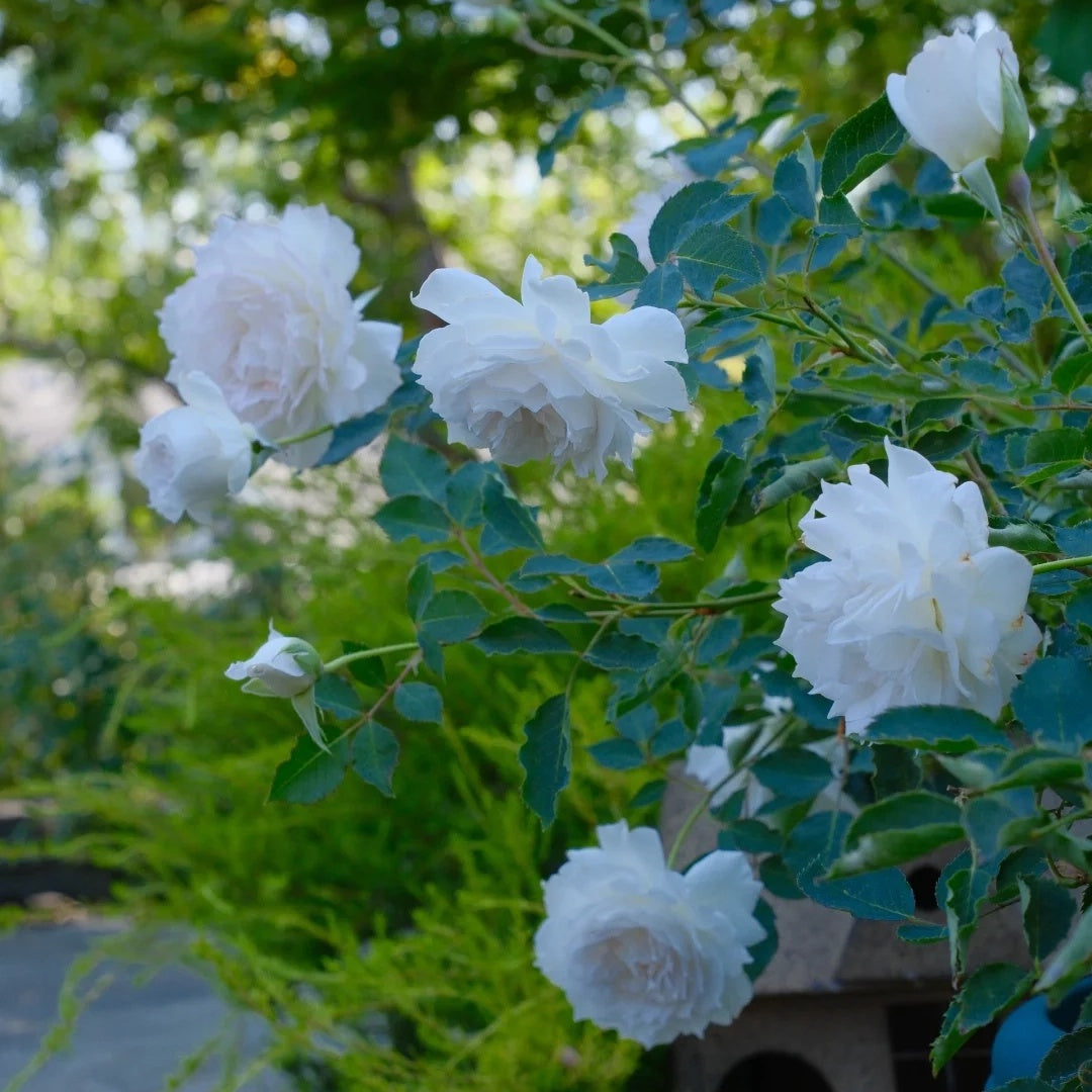 Gabriel (Japanese Rose)