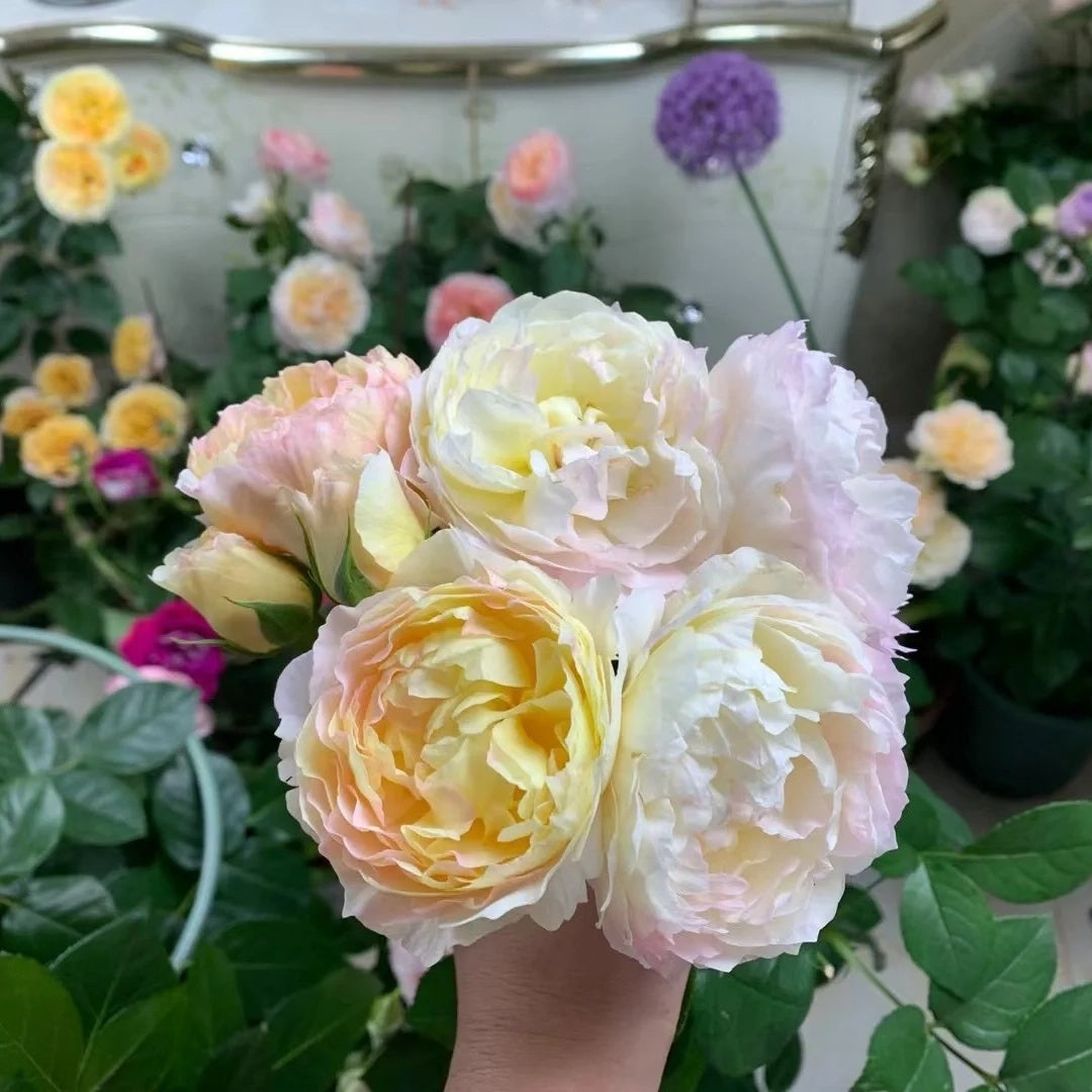 Huichun (Chinese Rose)