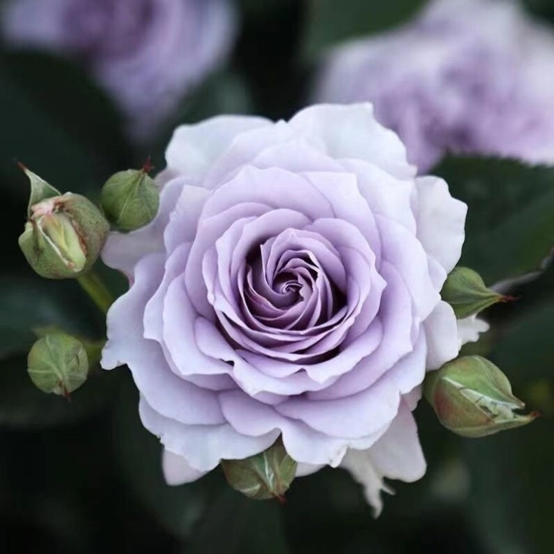 Ji Se (Chinese Rose)