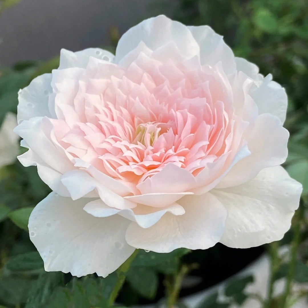 Jia Shu "Letter from Home" (Chinese Rose)