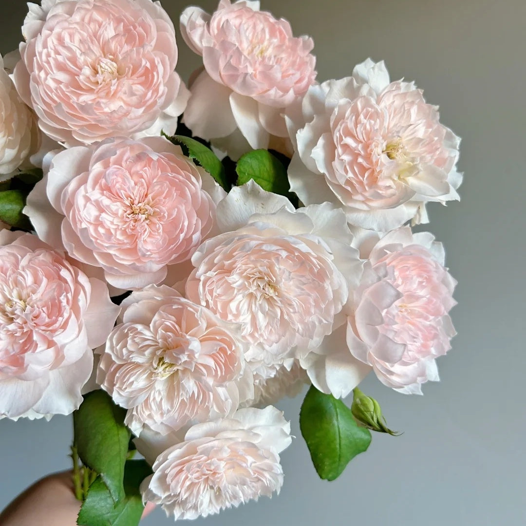 Jia Shu "Letter from Home" (Chinese Rose)