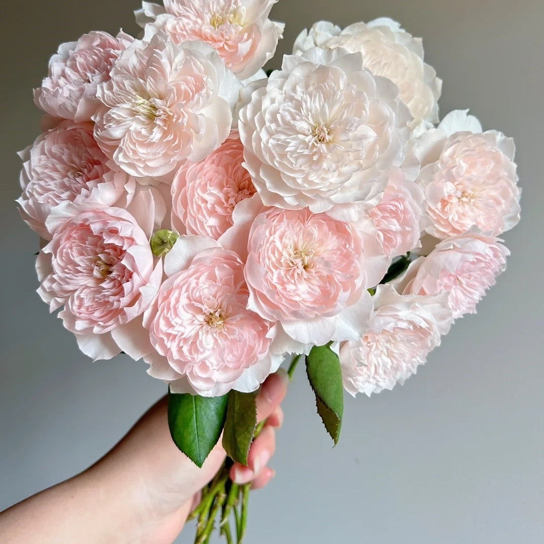 Jia Shu "Letter from Home" (Chinese Rose)