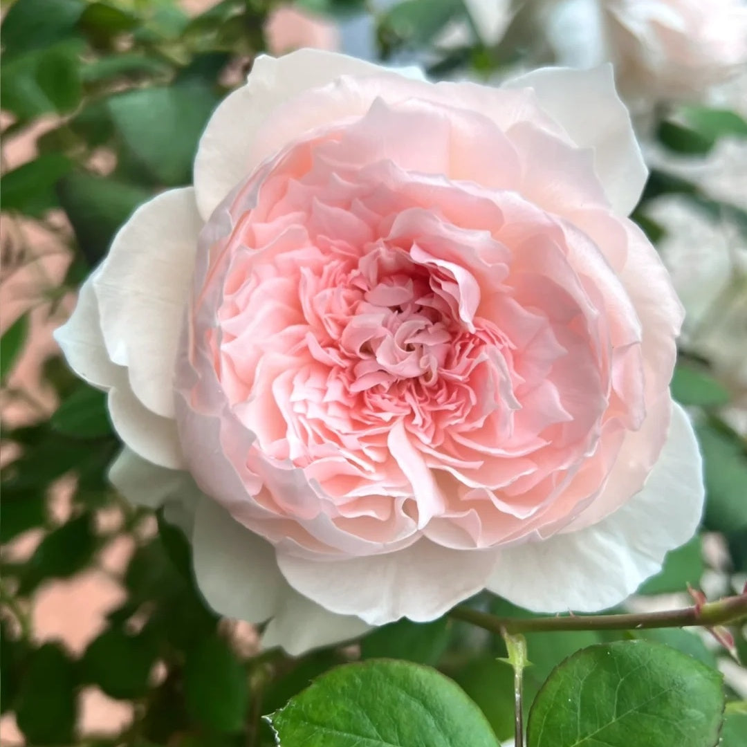 Jia Shu "Letter from Home" (Chinese Rose)