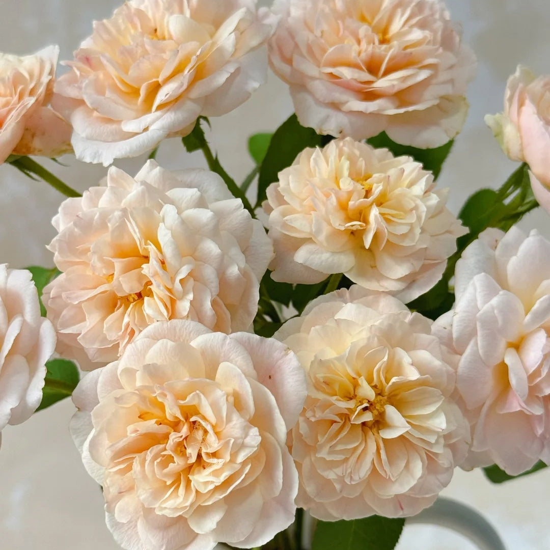 Jules Verne (Japanese Rose)