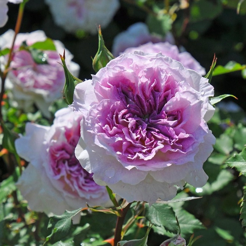 Kirke (Japanese Rose)