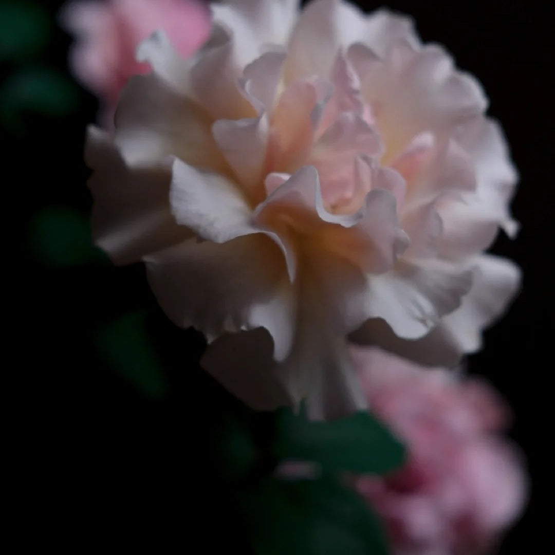 La mariee "The Bride" (Japanese Rose)