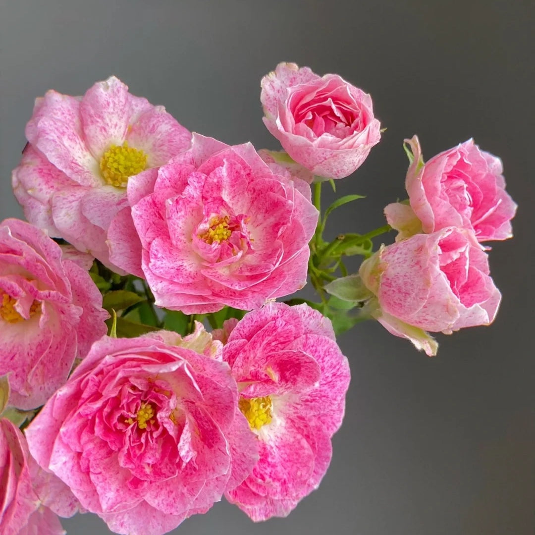 Lady Candle "Snowflake Fatty Beef"