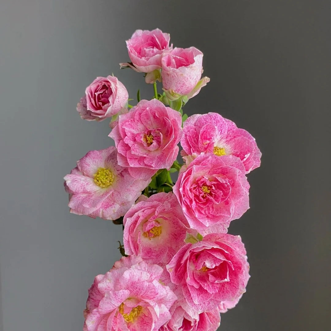 Lady Candle "Snowflake Fatty Beef"