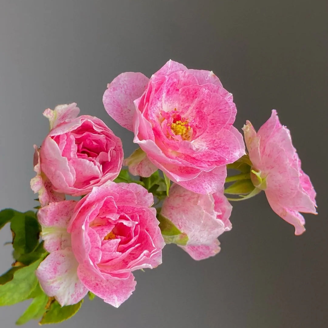 Lady Candle "Snowflake Fatty Beef"