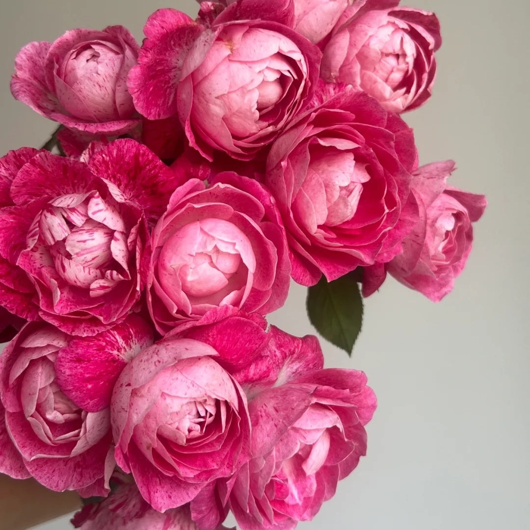 Lady Candle "Snowflake Fatty Beef"