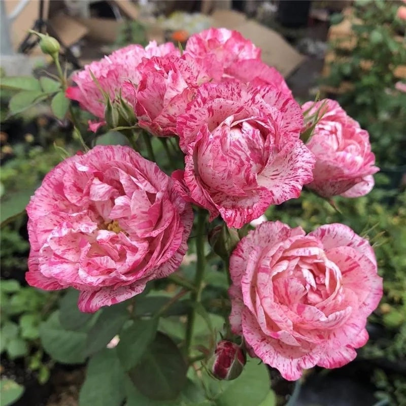 Lady Candle "Snowflake Fatty Beef"