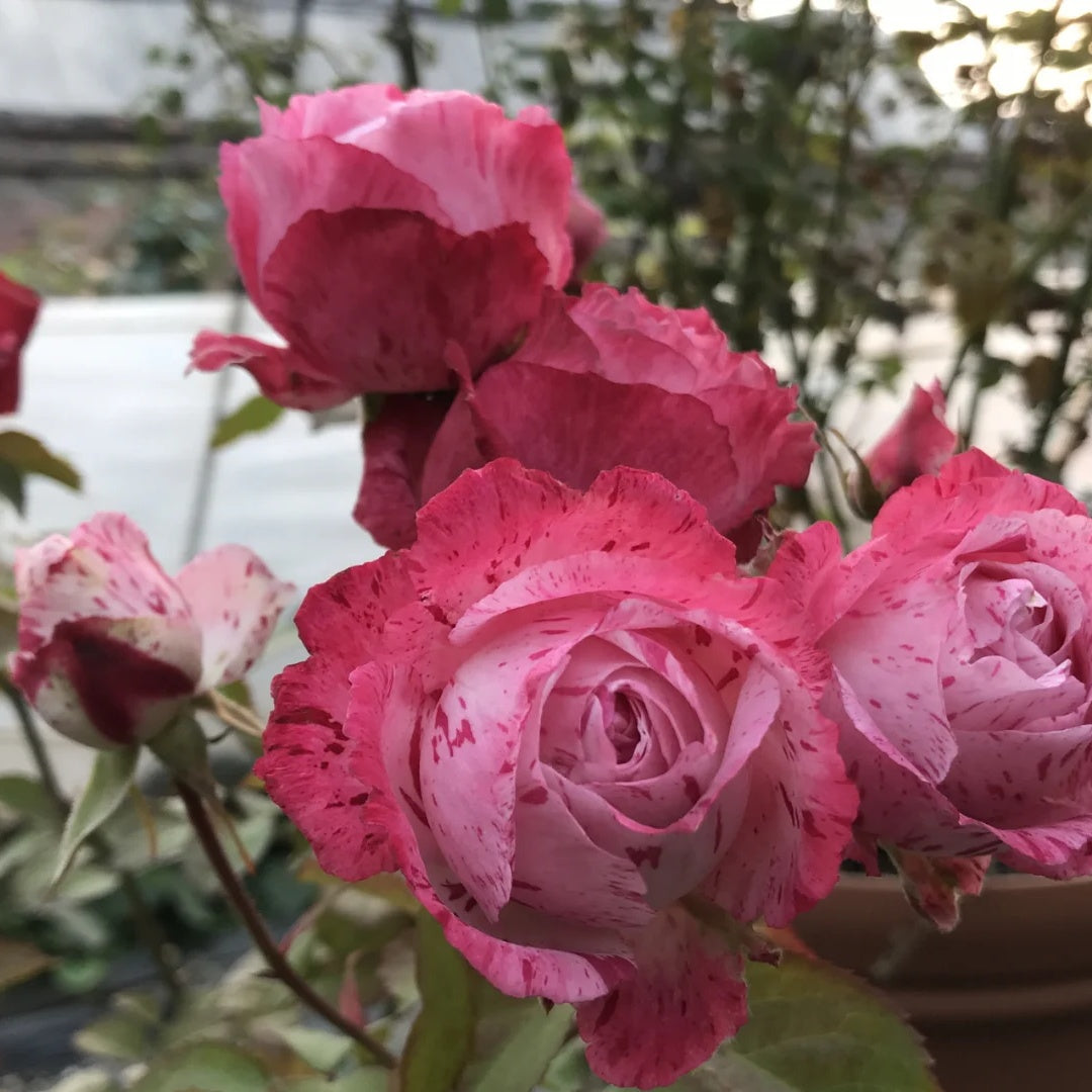 Lady Candle "Snowflake Fatty Beef"