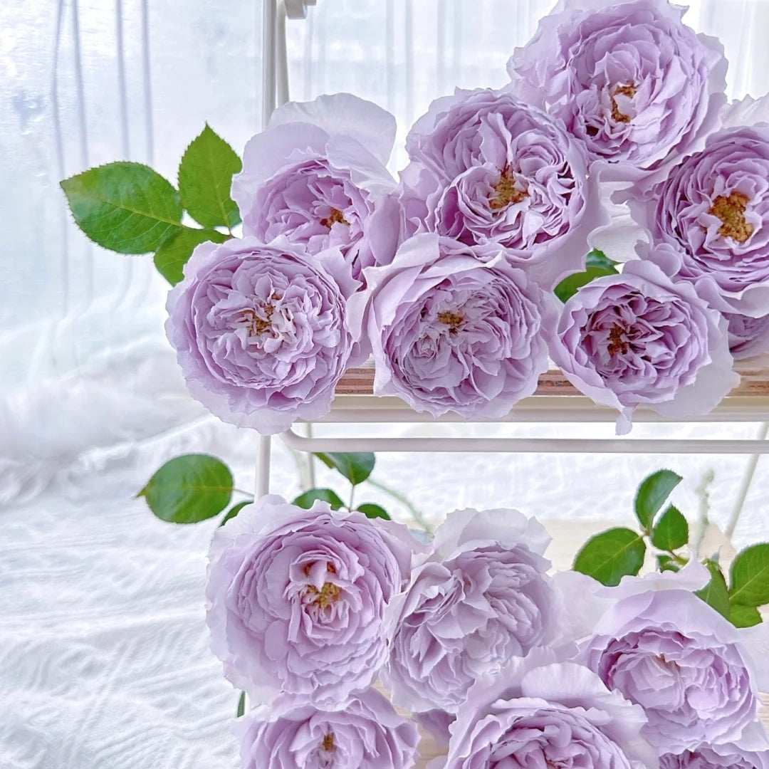 Lilas (Japanese Rose)