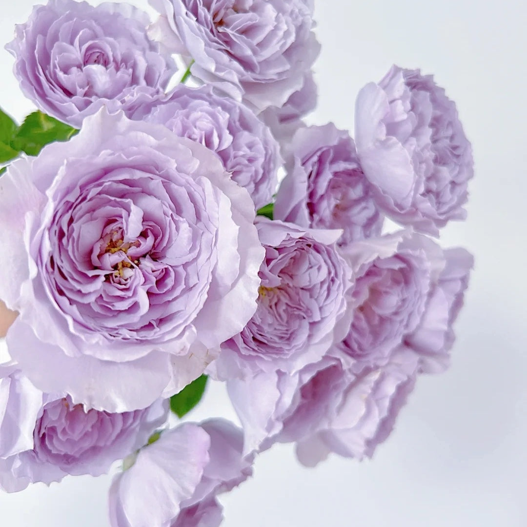 Lilas (Japanese Rose)